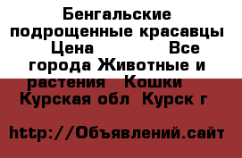 Бенгальские подрощенные красавцы. › Цена ­ 20 000 - Все города Животные и растения » Кошки   . Курская обл.,Курск г.